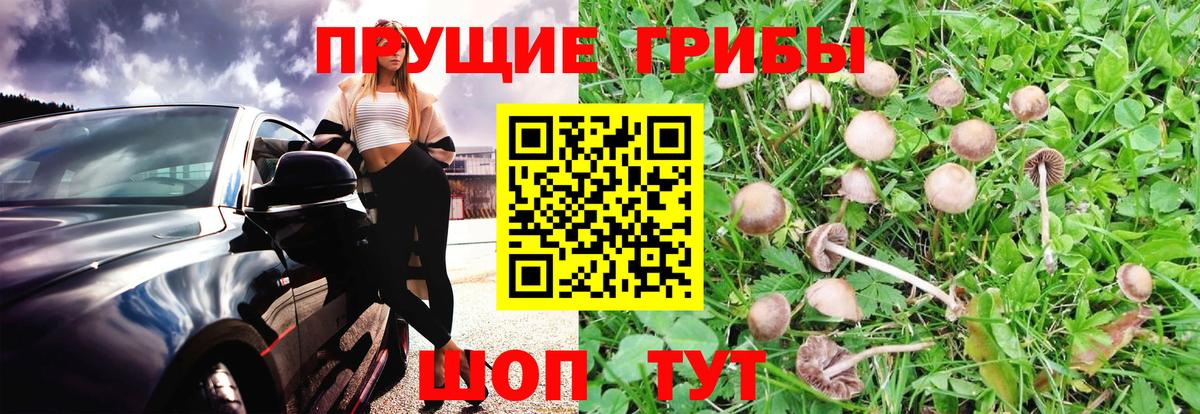 Ачхой-Мартан  магазин  наркотиков  Вход с VPN  Псилоцибиновые грибы Magic Shrooms 